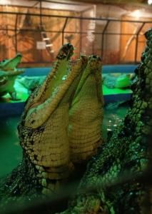 КОЛОМЕНСКИЙ УИК-ЭНД КОЛОМЕНСКИЙ КРЕМЛЬ- «ЭКОДЕРЕВУШКА»: КРОКОДИЛОВАЯ ФЕРМА-ОСЕТРОВАЯ ФЕРМА-УЛИТОЧНАЯ ФЕРМА