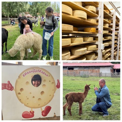 Альпак ферма 