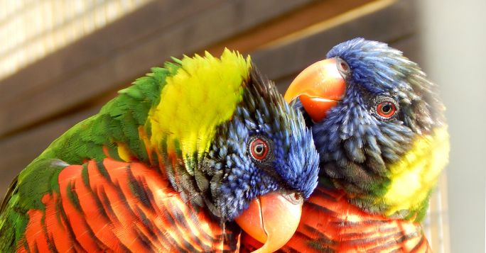 Тропический мир в Парке птиц и великолепное царство камней